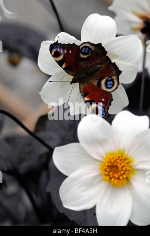 PEACOCK BUTTERFLY (Inachis io) feeding feed drink drinking nectar from Dahlia  'twynings after eight' flower bloom blossom Stock Photo