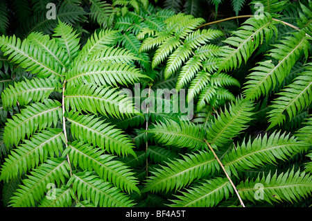 Woodwardia radicans Blechnum Blechnaceae family rooting chainfern chain fern green fronds Stock Photo