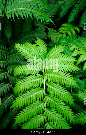 Woodwardia radicans Blechnum Blechnaceae family rooting chainfern chain fern green fronds RM Floral Stock Photo