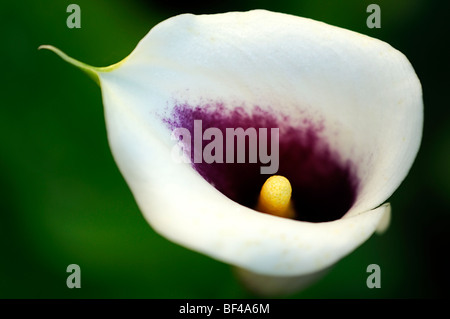 Zantedeschia Calla lily picasso white purple yellow flowered flower perennial