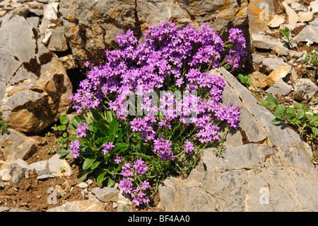 Fairy Foxglove, Starflower (Erinus alpinus) Stock Photo
