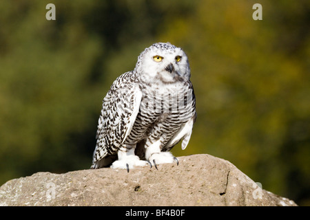 Young Snowy Owl (Bubo scandiacus, Nyctea scandiaca)