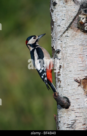 Great Spotted Woodpecker Dendrocopos major