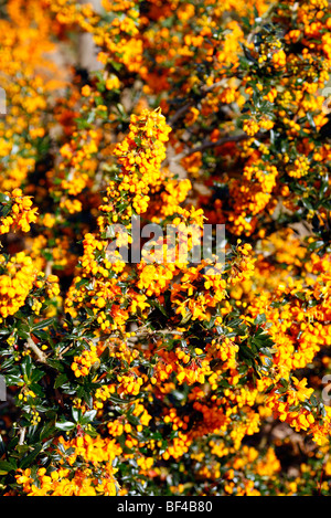 Berberis x lologensis 'Apricot Queen' AGM Stock Photo