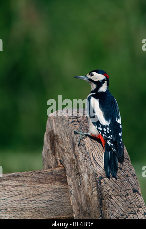 Great Spotted Woodpecker Dendrocopos major Stock Photo