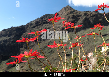 Wild poinsettias blooming in its glory in the Masca valley in the mountain pass on Tenerife island. Stock Photo