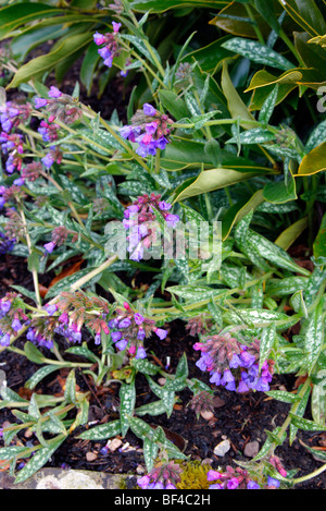 Pulmonaria longifolia 'Bertram Anderson' Stock Photo