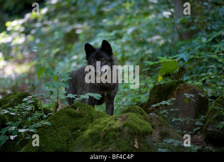 Eastern Wolf (Canis Lupus Lycaon) Stock Photo