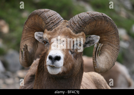 Full frontal shot of a wild bighorn ram in jasper national park, canada Stock Photo