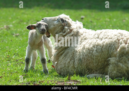 Romney Marsh sheep with lamb, North Downs, Kent, spring. Stock Photo