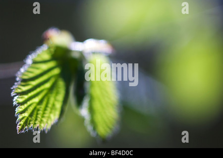 Common Hazel (Corylus avellana) unfurling from bud in spring, Kent, England. Stock Photo