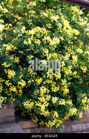 Coronilla valentina subsp glauca 'Citrina' AGM Stock Photo