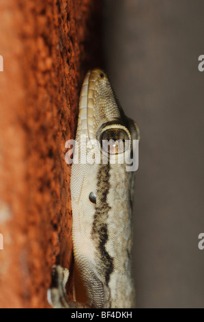 Flat-tailed House Gecko (Cosymbotus platyurus) in Kaeng Krachan National Park, Western Thailand. May 2006. Stock Photo