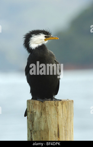 Little Pied Cormorant (Phalacrocorax melanoleucos) at Akaroa Harbour on the Banks Peninsula, South Island, New Zealand Stock Photo