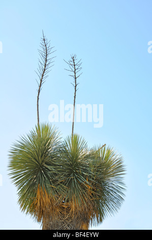 Yucca gloriosa, aka Spanish Dagger, Moundlily Yucca, Soft-tipped Yucca, Spanish Bayonet or Sea Islands Yucca Stock Photo