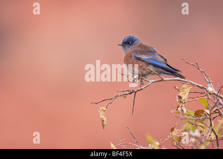 Western Bluebird (Sialia mexicana), Zion National Park, Springdale, Utah, USA Stock Photo