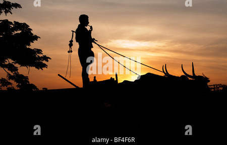 Indian bullock cart driver at sunrise. Puttaparthi, Andhra Pradesh, India. Silhouette Stock Photo