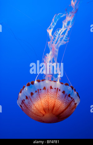 Large jellyfish, Atlantic Sea Nettle (Chrysaora quinquecirrha)