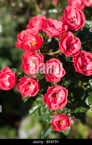 Rose - Linda, miniature, red flowers Stock Photo