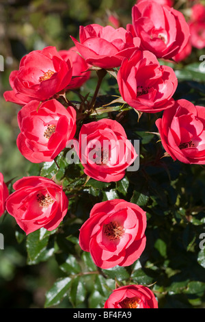 Rose - Linda, miniature, red flowers Stock Photo