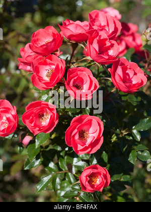 Rose - Linda, miniature, red flowers Stock Photo