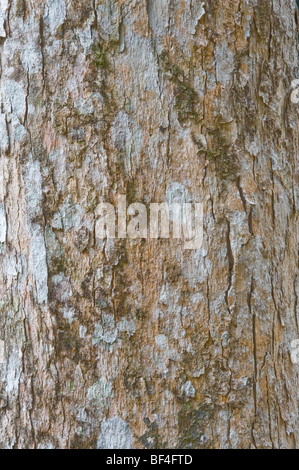 Greenheart (Chlorocardium rodiei) close-up bark Iwokrama Rainforest Reserve Guiana Shield Guyana South America October Stock Photo