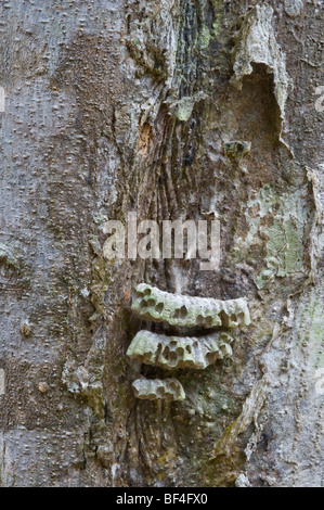 Greenheart (Chlorocardium rodiei) close-up bark with remains of wasp nest Iwokrama Rainforest Guiana Shield Guyana South America Stock Photo