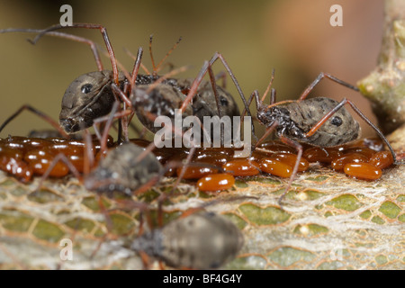 Lachnus roboris, an aphid that feeds on oaks, and their eggs. Stock Photo