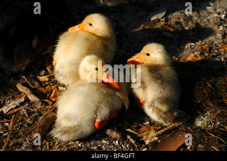 Three freshly hatched ducklings Stock Photo