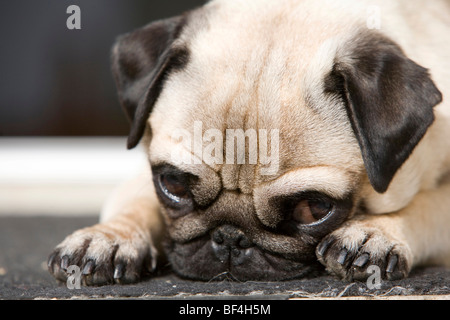 Lying Pug, direct view, close-up Stock Photo