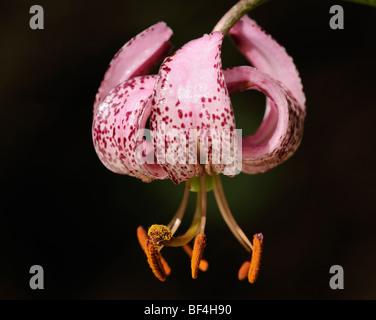 Martagon or Turk's cap lily (Lilium martagon) Stock Photo