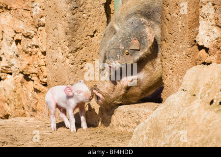 Domestic pig (Sus scrofa domesticus) piglet, mother with young, Mallorca, Majorca, Balearic Islands, Spain, Europe Stock Photo