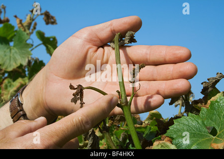The hands of a grape grower inspecting the damage to his grape vineyard caused by a heavy unusual Spring freeze / California. Stock Photo