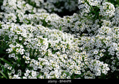 Lobularia maritima Carpet of Snow syn Alyssum cultivar snowdrift white flower bloom blossom annual mass profuse profusion color Stock Photo