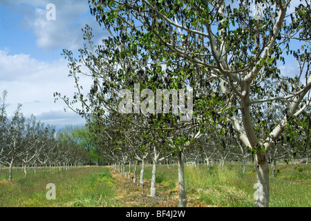 Agriculture - Damage walnut trees caused by a heavy unusual Spring freeze / near Dairyville, California, USA.