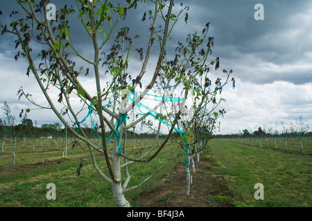 Agriculture - Damage walnut trees caused by a heavy unusual Spring freeze / near Dairyville, California, USA.