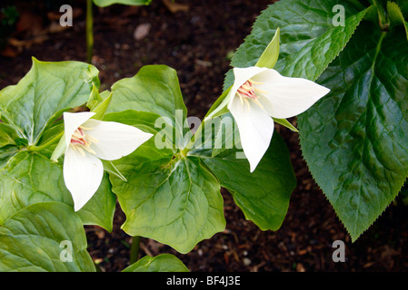 Trillium flexipes 'Harvington Selection' Stock Photo