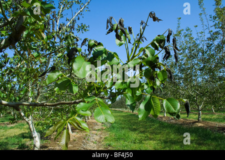 Agriculture - Damage walnut foliage caused by a heavy unusual Spring freeze / near Dairyville, California, USA.