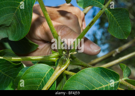 Agriculture - Killed immature walnuts caused by a heavy unusual Spring freeze / near Dairyville, California, USA.