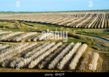 Agriculture - Elevated view of an almond orchard in full bloom in late Winter / Glenn County, California, USA. Stock Photo