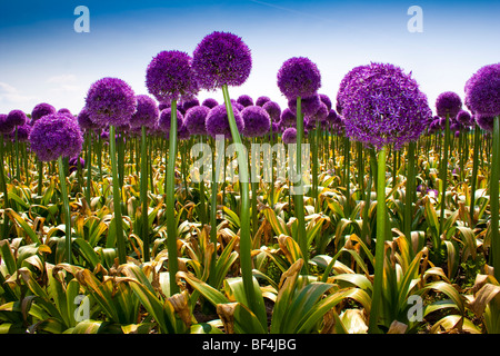 Giant Purple Allium cultivated in the Netherlands Stock Photo