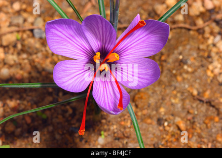 Saffron (Crocus sativus) Flower closeup showing red stigmas that dried become saffron spice Stock Photo