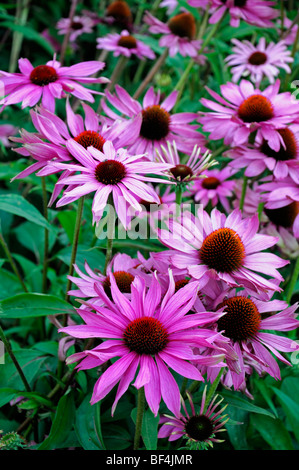 large bed of Echinacea purpurea purple flower display bloom blossom perennial summer herbaceous border Stock Photo