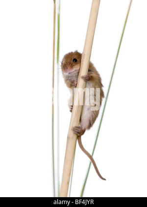 Harvest Mouse, Micromys minutus, perched on grass in front of white background, studio shot Stock Photo