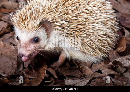 African pygmy hedgehog walking in dead leaves Stock Photo