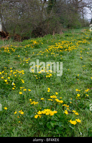 Watermeadow in east Devon with King Cups or Marsh Marigolds, Caltha Palustris in late April Stock Photo