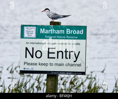 Common tern Sterna hirundo sitting on Nature Reserve 'No Entry' sign, Martham Broad, Norfolk. Stock Photo