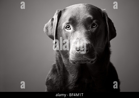 Black and White Headshot of a Handsome Labrador