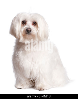 Portrait of maltese dog in front of white background, studio shot Stock Photo