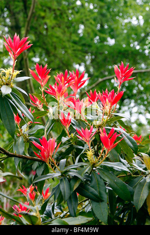 Pieris formosa forrestii 'Wakehurst' AGM Stock Photo